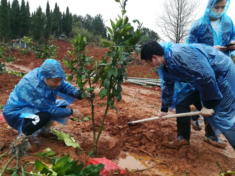 市城投集团公司开展“同种马家柚，共圆脱贫梦”植树节义务植树活动